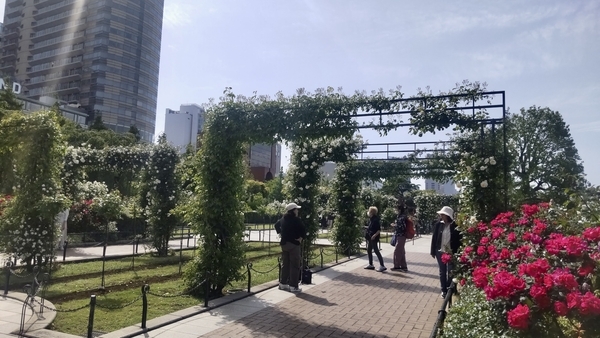 横浜未来の薔薇園の写真