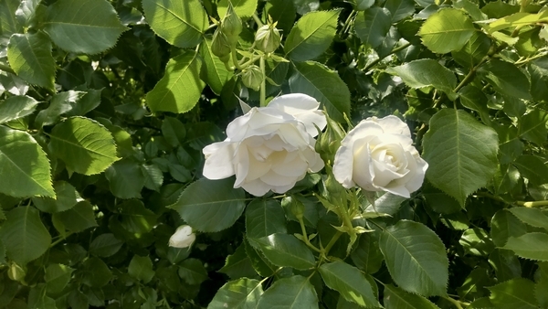 白い薔薇の写真。日が降り注いでいる。