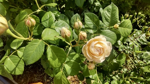 ふんわりと開いている薔薇の写真