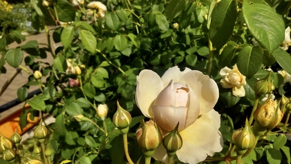 カップ咲きの薔薇の写真