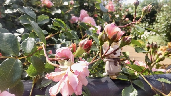 薔薇の陰にいるつのねこさんを撮った写真