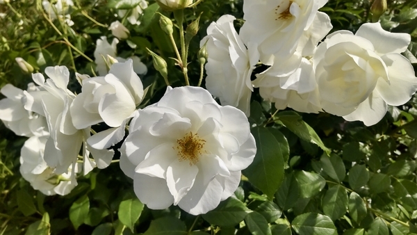 花びらが十枚くらいの薔薇の写真