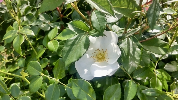 一重咲きの薔薇の写真