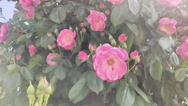 花弁が十枚程度の薔薇がたくさん咲いている写真