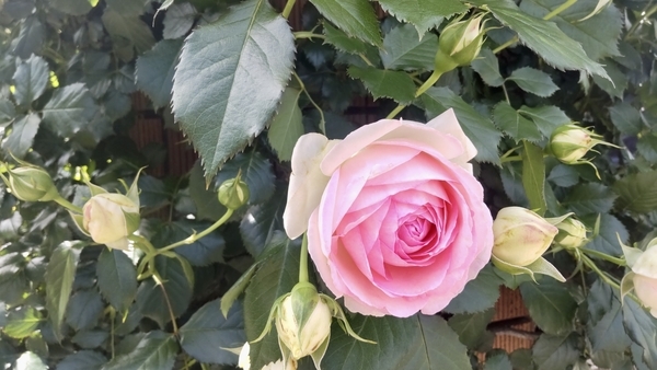 丸い花びらで、中央に行くに従って色が濃く見える薔薇の写真