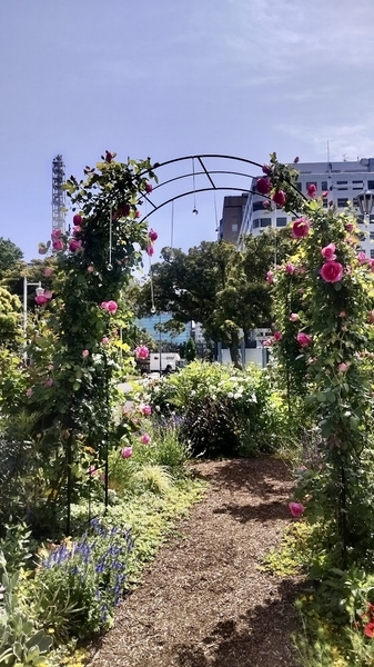 花壇の写真。中央につるバラを這わせるためのアーチが組んである。