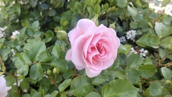 薔薇の写真。丸い花びらがぎっしりとつまって咲いている。
