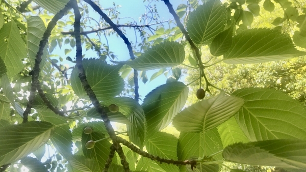 新緑の写真。手前に桜の木の枝があり、実をつけている。