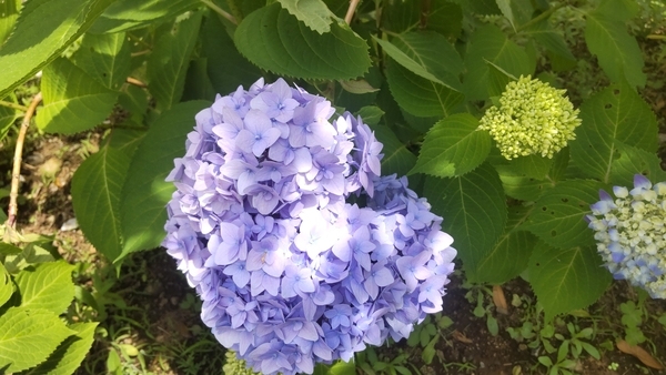 紫陽花の写真。花に日が当たっている。