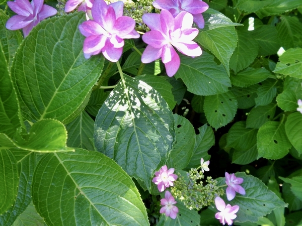 アジサイの写真。葉にアジサイの花の影がうつっている。