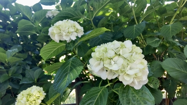 紫陽花の写真