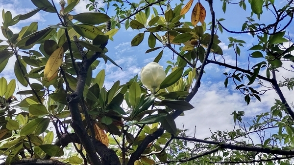泰山木の花の写真
