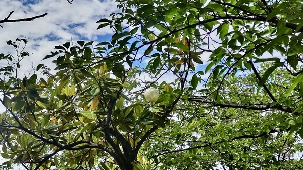泰山木の木を撮った写真