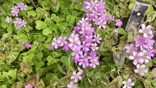 ムラサキカタバミの花の写真