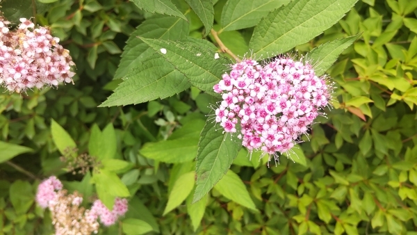 シモツケの花の写真。