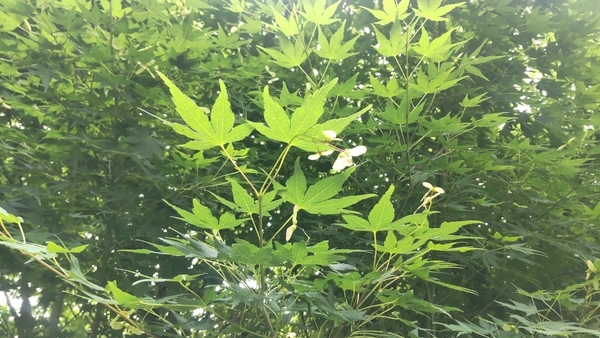 夏のモミジを撮った写真。種がついている。