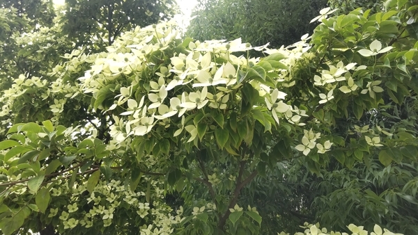 ヤマボウシの写真。たくさん花が咲いている。