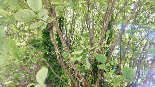 ハクウンボクの木の写真。大きな木で、蔦がからんでいる。