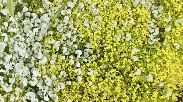 セダムとアリッサムの写真。地面を覆っている植物。