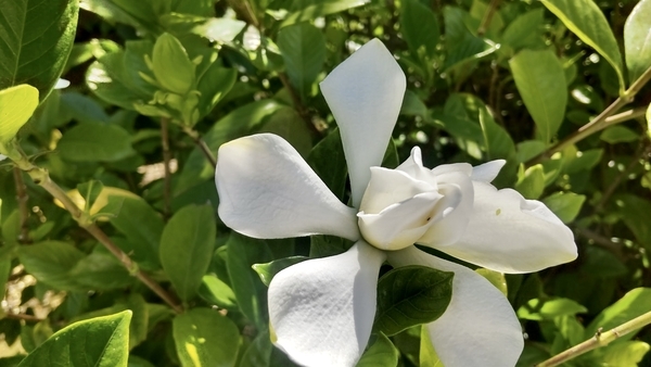 クチナシの花の写真