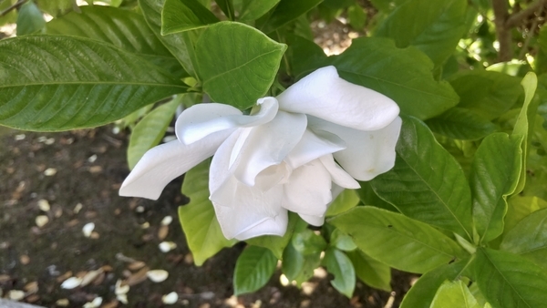 クチナシの花の写真