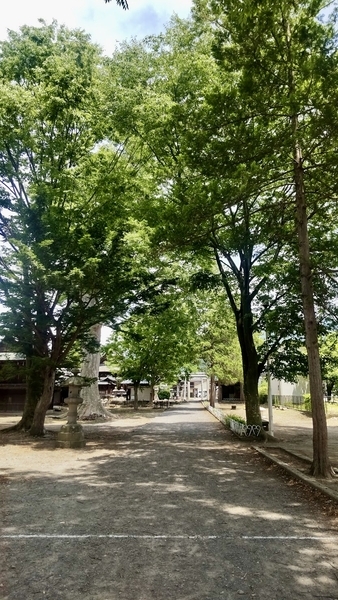小布施の神社の境内を撮った写真。木がたくさん大きく伸びている。