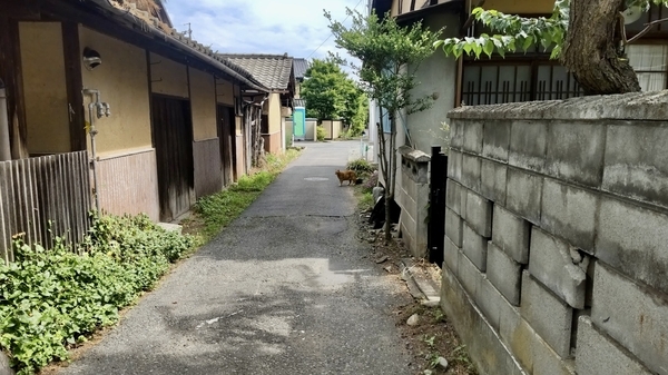 路地に佇んでいる猫を撮った写真