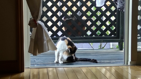 ベランダで毛繕いをしている猫の写真