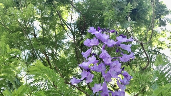 ジャカランダの花の写真。紫の花が風に吹かれている。