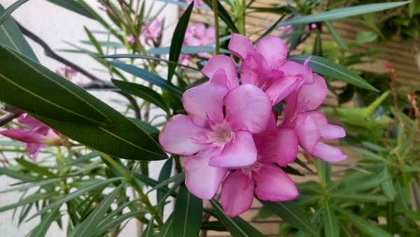 花の写真。ピンクの花弁が五枚。