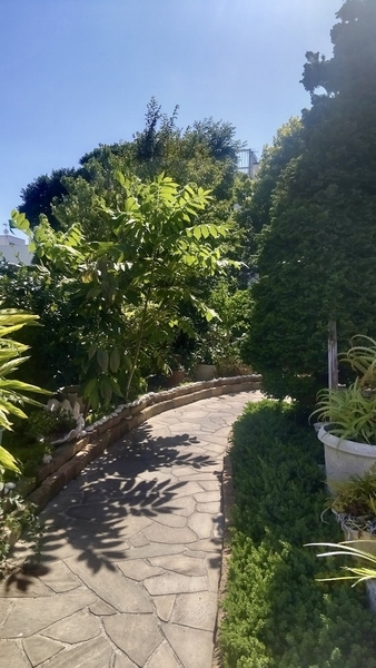 両側を植物に囲まれた小径の写真