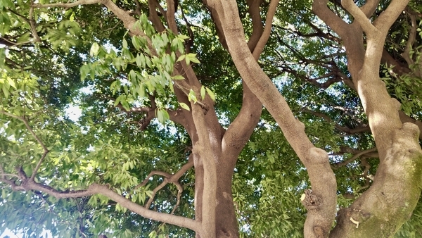 樫の木らしき木を下から撮った写真
