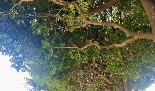 樫の木らしき木の写真。