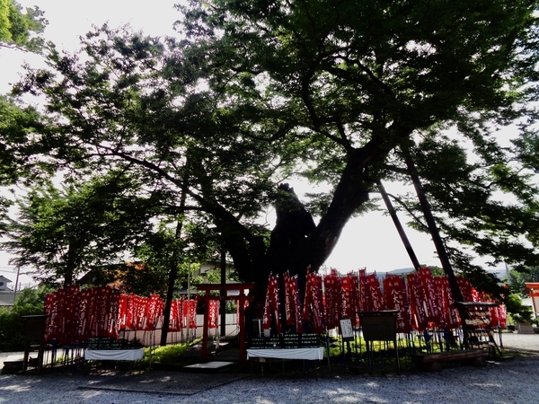 秩父今宮神社の神木を撮った写真
