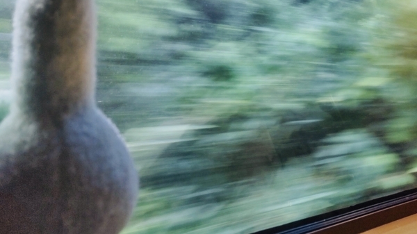 サンライズ出雲の車窓写真。緑の中を駆け抜けているところ。