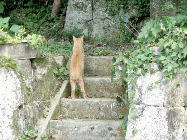 石段を登っていく猫の写真