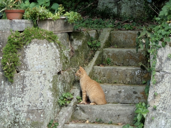 石段に座っている猫の写真