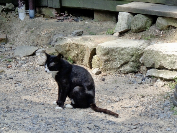 白黒ぶちの猫の写真