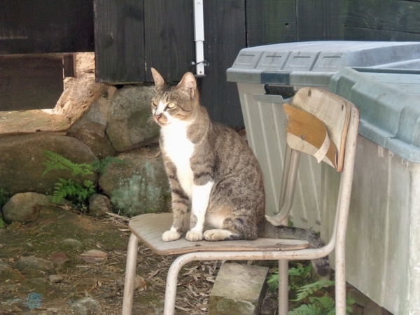 椅子の上に姿勢良く座っている猫の写真