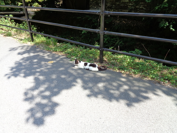 道路で寝ている猫の写真。木陰にいる。