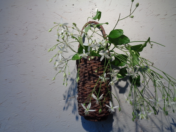 群言堂の壁の花