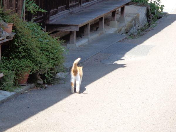 立ち去る猫の後ろ姿を撮った写真