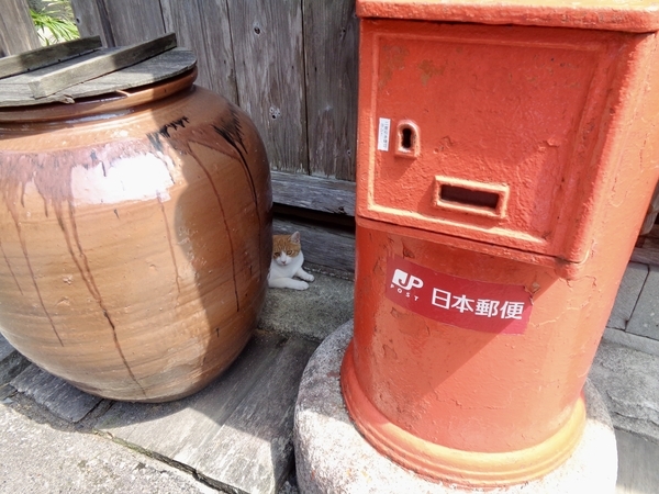 軒先の壺の陰で休んでいる猫の写真。隣に郵便ポストがある。