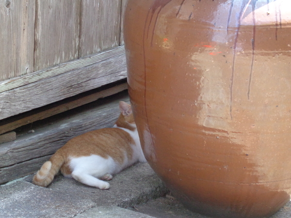 軒先の壺の陰で休んでいる猫の写真