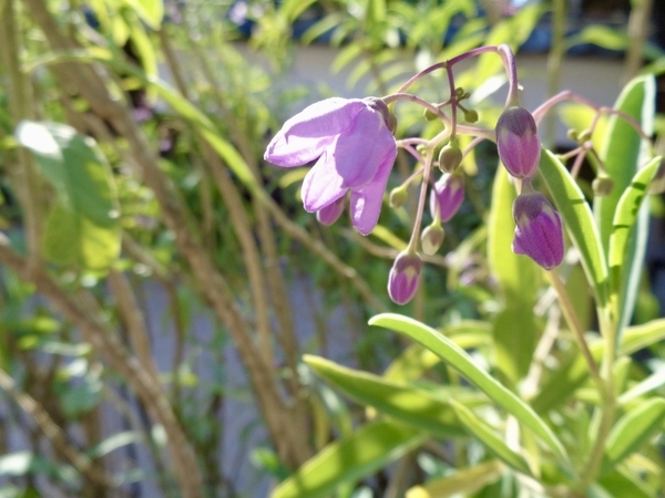 ルリヤナギの花を撮った写真