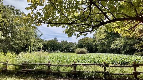 横浜、菊名池公園の池を撮った写真