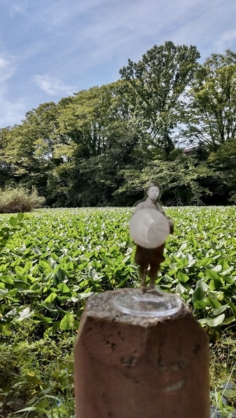 菊名池の写真。手前に正岡子規のアクリルスタンド。どうしても正岡子規にピントが合わない。