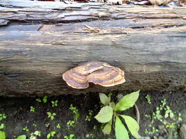横に倒れている木にきのこが生えているところを撮った写真