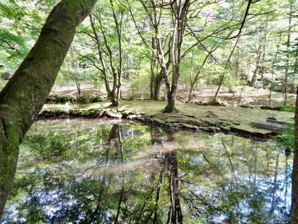 雲場池横の湧水を撮った写真
