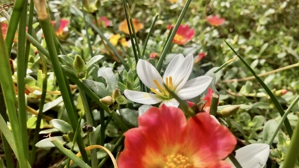 花壇の写真。ポーチェラカとタマスダレが咲いている。